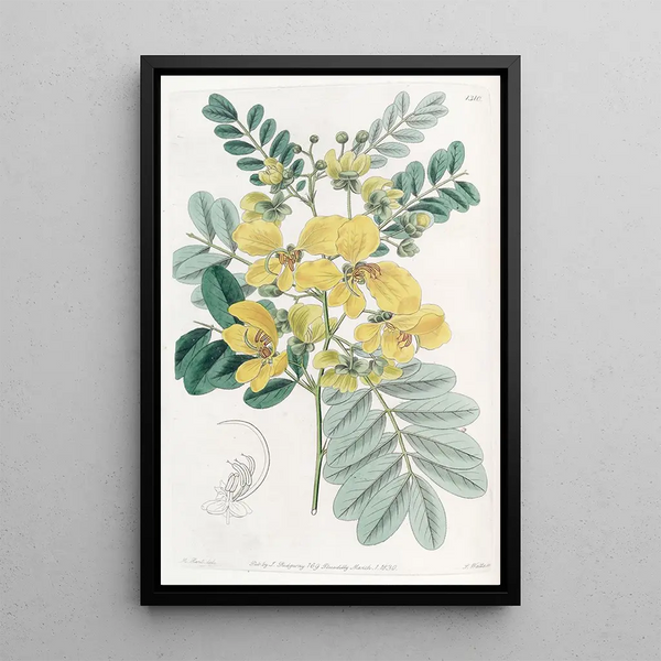Cassia with Two Flowers - Sydenham Edwards — framed artwork on a wall