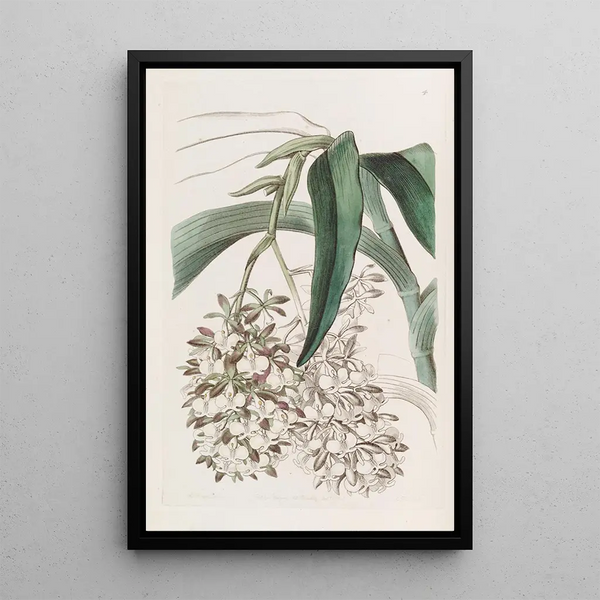 Epidendrum à deux pieds - Sydenham Edwards — framed artwork on a wall