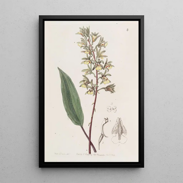 Ania with two horns - Sydenham Edwards — framed artwork on a wall