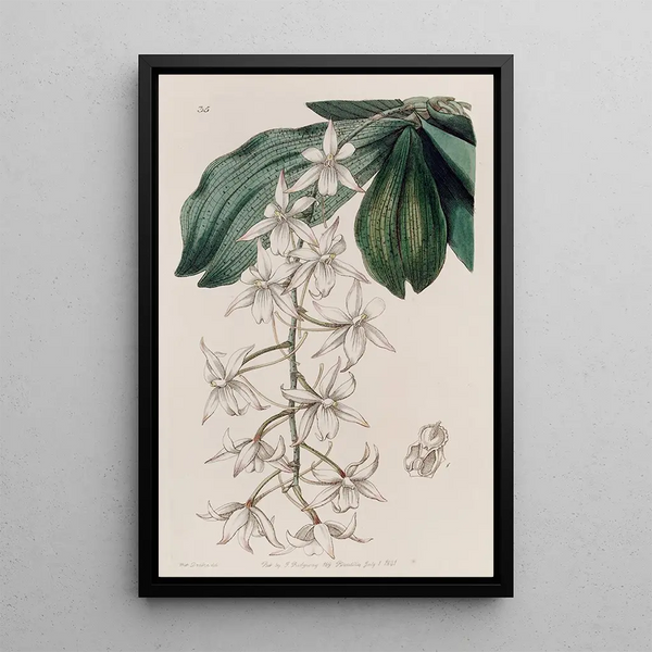 Angurek with two lobes - Sydenham Edwards — framed artwork on a wall