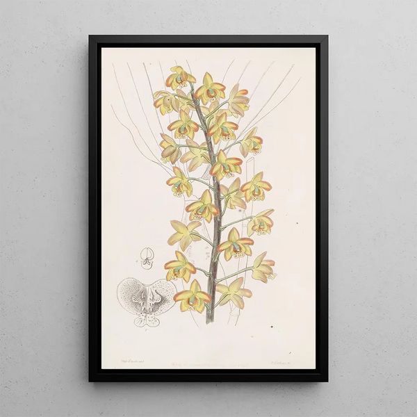 Eriops with two lobes - Sydenham Edwards — framed artwork on a wall