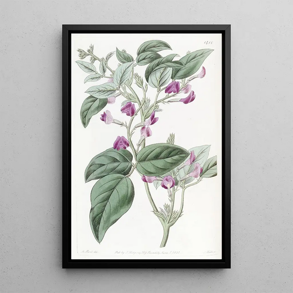 Glycine à deux lobes - Sydenham Edwards — framed artwork on a wall