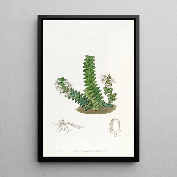Angraecum with two rows - Sydenham Edwards — framed artwork on a wall