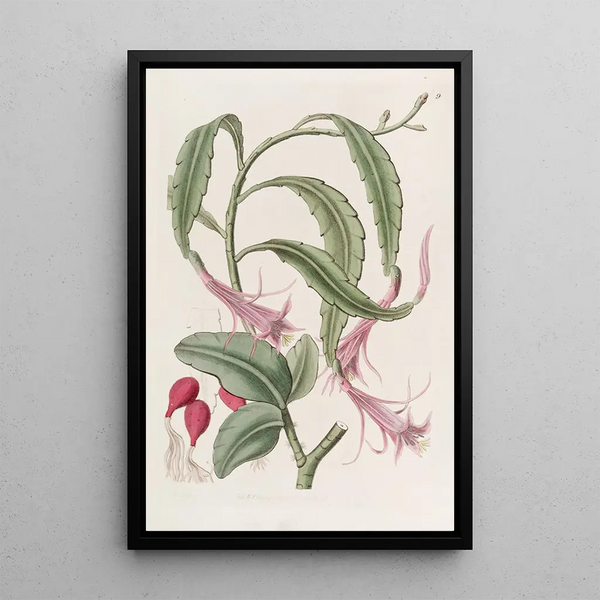 Torchthistle in two forms - Sydenham Edwards — framed artwork on a wall