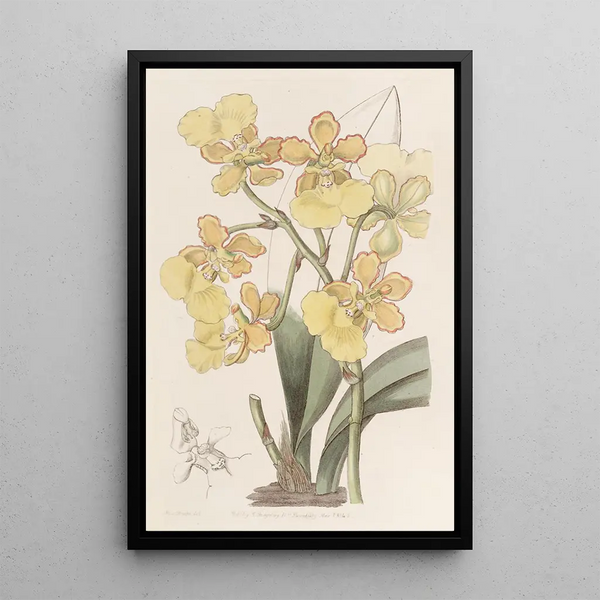 Oncidium painting with two warts - Sydenham Edwards — framed artwork on a wall