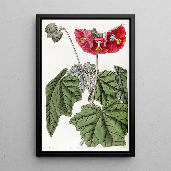 Mauve à fleurs en ombelle - Sydenham Edwards — framed artwork on a wall