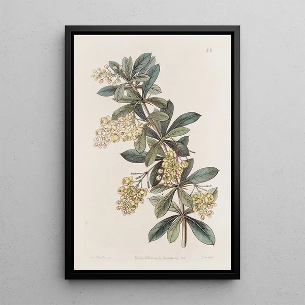 Berberis ombellée - Sydenham Edwards — framed artwork on a wall