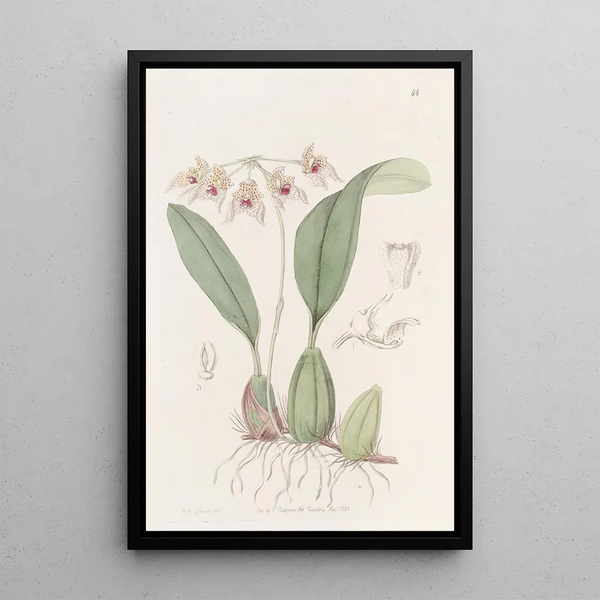 Bolbophyl ombellé - Sydenham Edwards — framed artwork on a wall
