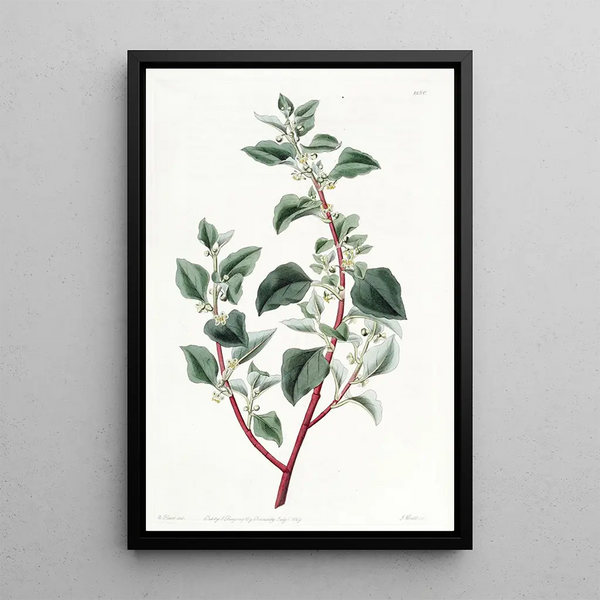 Polygonus peu attrayant - Sydenham Edwards — framed artwork on a wall