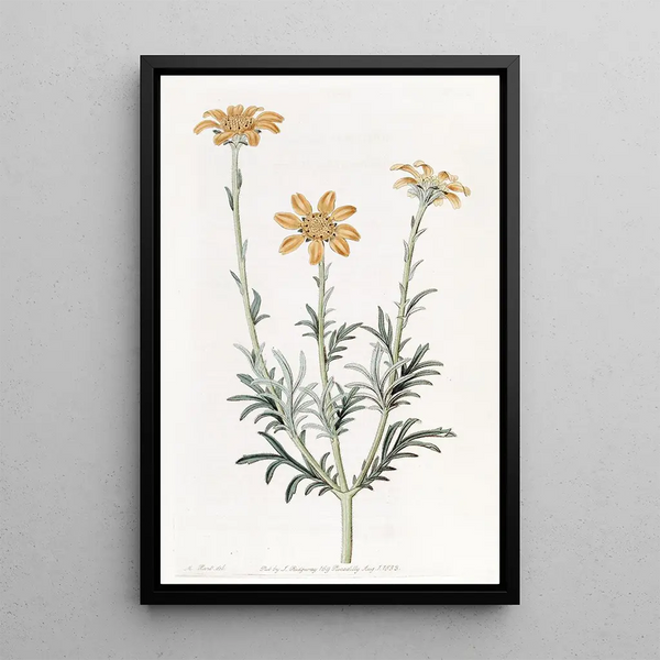 Baebera with upright branches - Sydenham Edwards — framed artwork on a wall