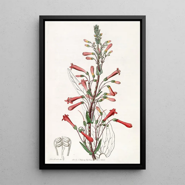 Valerian Leaf Turtle Painting - Sydenham Edwards — framed artwork on a wall