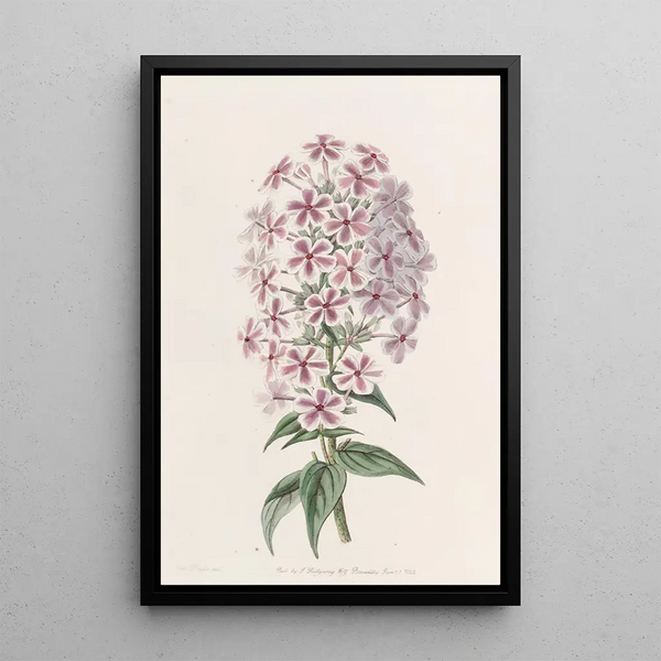 Phlox de Van Houtte - Sydenham Edwards — framed artwork on a wall