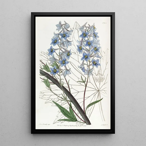 Pied d'alouette variable - Sydenham Edwards — framed artwork on a wall