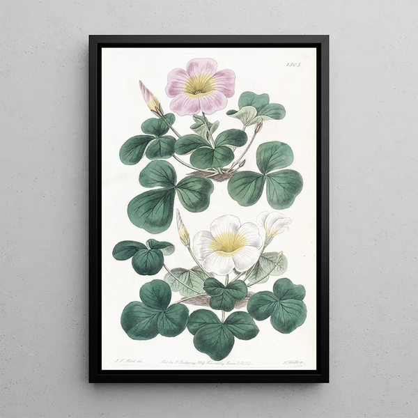 Oxalis variable - Sydenham Edwards — framed artwork on a wall