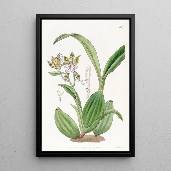 Aspasia Panachée - Sydenham Edwards — framed artwork on a wall