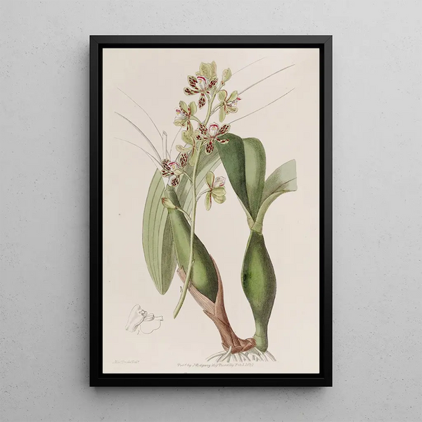 Epidendrum panaché - Sydenham Edwards — framed artwork on a wall