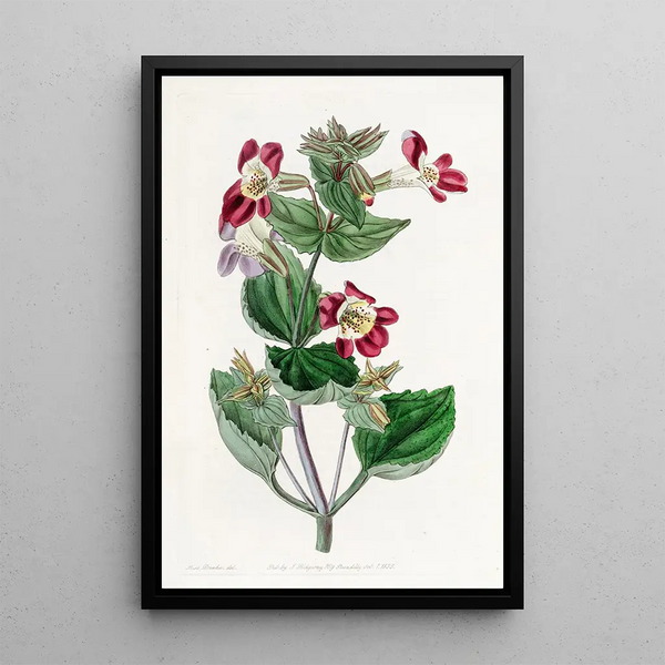 Mimulus panaché - Sydenham Edwards — framed artwork on a wall