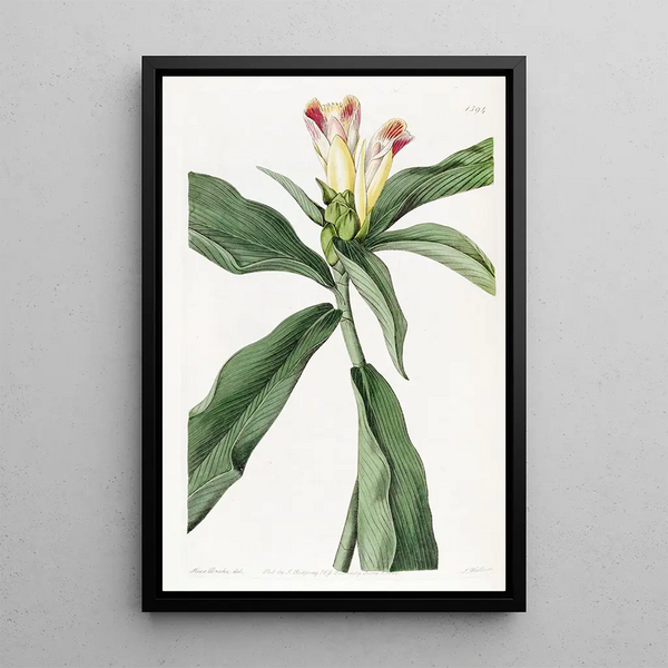 Costus à fleurs panachées - Sydenham Edwards — framed artwork on a wall