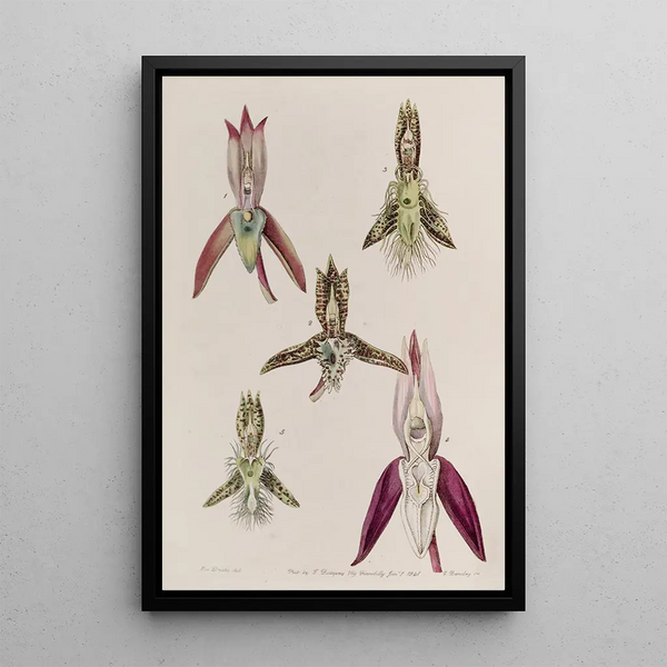 various species of Catasetum - Sydenham Edwards — framed artwork on a wall
