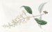 Buddleia with Varied Leaves - Sydenham Edwards — artwork view