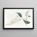 Buddleia with Varied Leaves - Sydenham Edwards — framed artwork on a wall