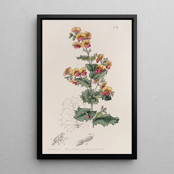 Chorozema à feuilles variées - Sydenham Edwards — framed artwork on a wall