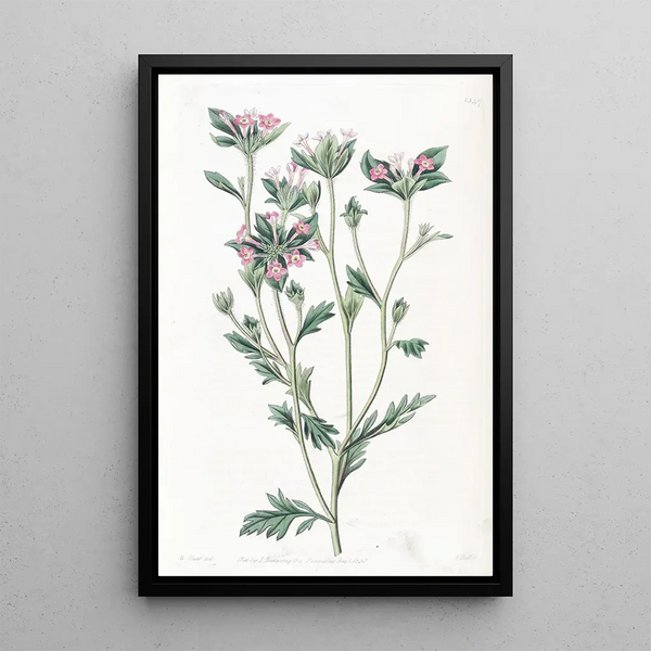 Collomia à feuilles variées - Sydenham Edwards — framed artwork on a wall