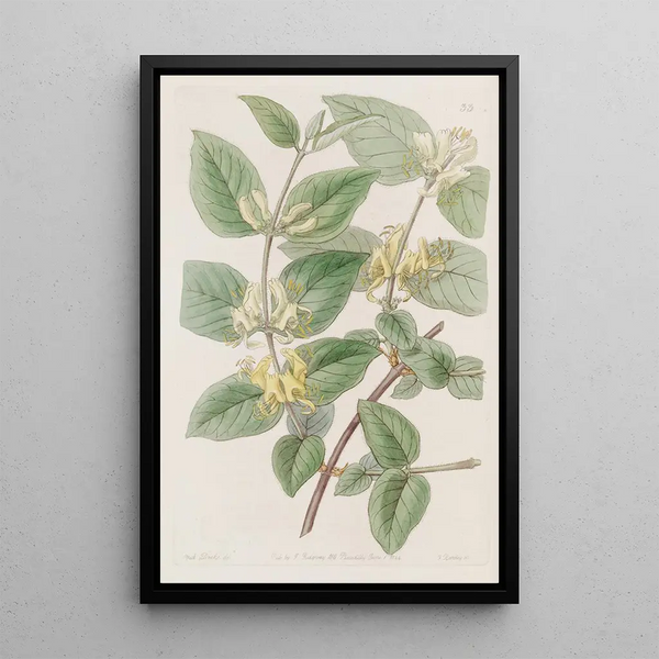 Honeysuckle with varied leaves - Sydenham Edwards — framed artwork on a wall