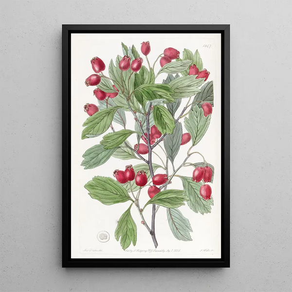 Aubépine à feuilles variées - Sydenham Edwards — framed artwork on a wall