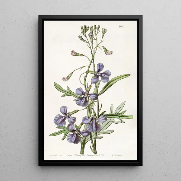 Lobélie à feuilles variées - Sydenham Edwards — framed artwork on a wall