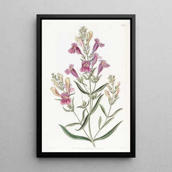 Penstemon à feuilles variées - Sydenham Edwards — framed artwork on a wall