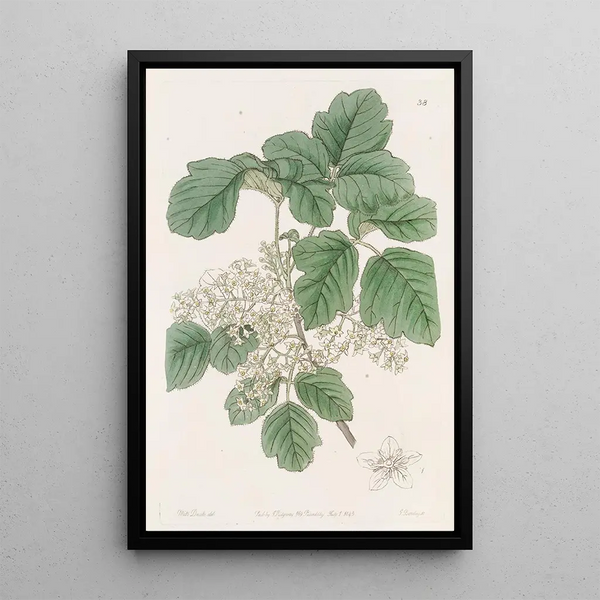 Toxic Oak with Varied Leaves - Sydenham Edwards — framed artwork on a wall