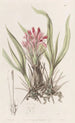 Puya with varied leaves - Sydenham Edwards — artwork view
