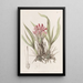 Puya with varied leaves - Sydenham Edwards — framed artwork on a wall