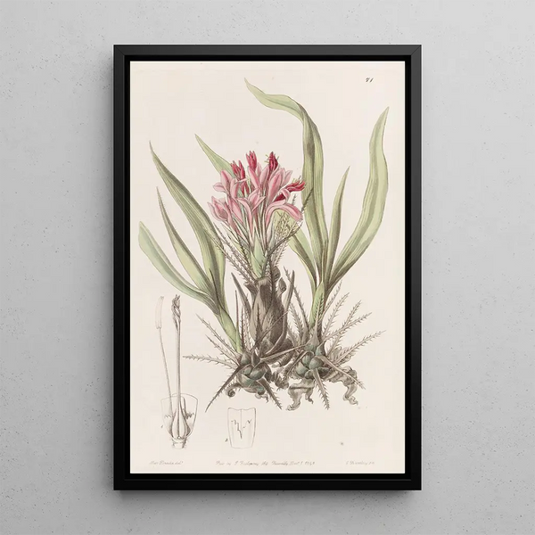 Puya with varied leaves - Sydenham Edwards — framed artwork on a wall