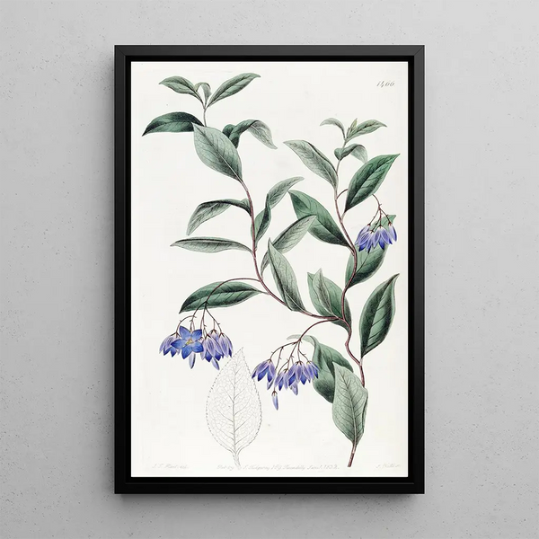 Sollya painting with varied leaves - Sydenham Edwards — framed artwork on a wall