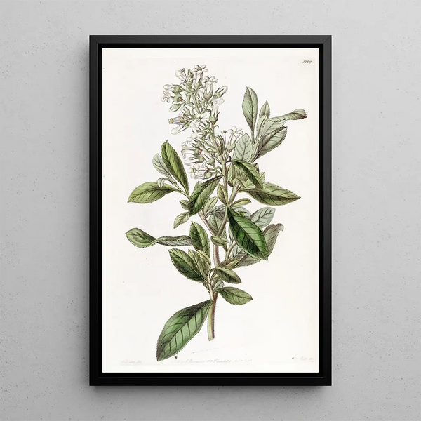 Escallonia vernie - Sydenham Edwards — framed artwork on a wall