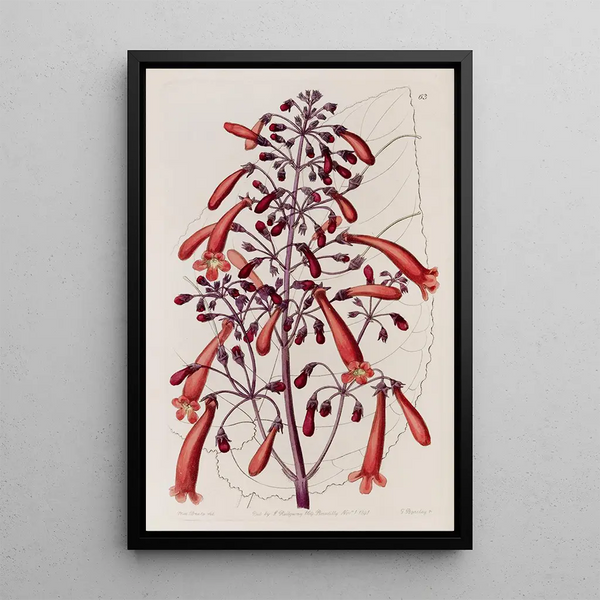 Gesnera vernie - Sydenham Edwards — framed artwork on a wall
