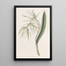Brasavola with veined lips - Sydenham Edwards — framed artwork on a wall