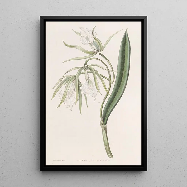 Brasavola with veined lips - Sydenham Edwards — framed artwork on a wall