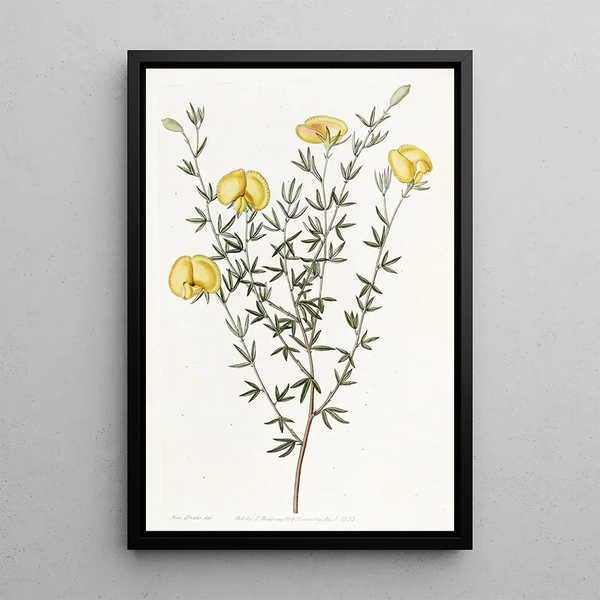 Gompholobium with veined leaves - Sydenham Edwards — framed artwork on a wall