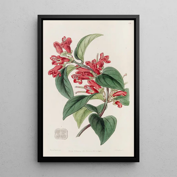 Aeschynanth vermillon - Sydenham Edwards — framed artwork on a wall