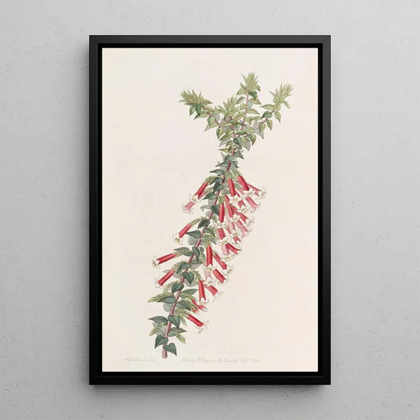 Epacris vermilion - Sydenham Edwards — framed artwork on a wall