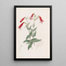 Pentstemon vermillon - Sydenham Edwards — framed artwork on a wall