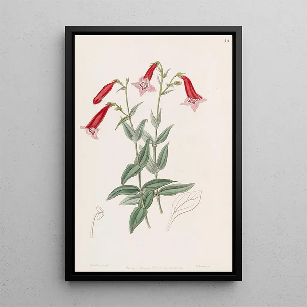 Pentstemon vermillon - Sydenham Edwards — framed artwork on a wall