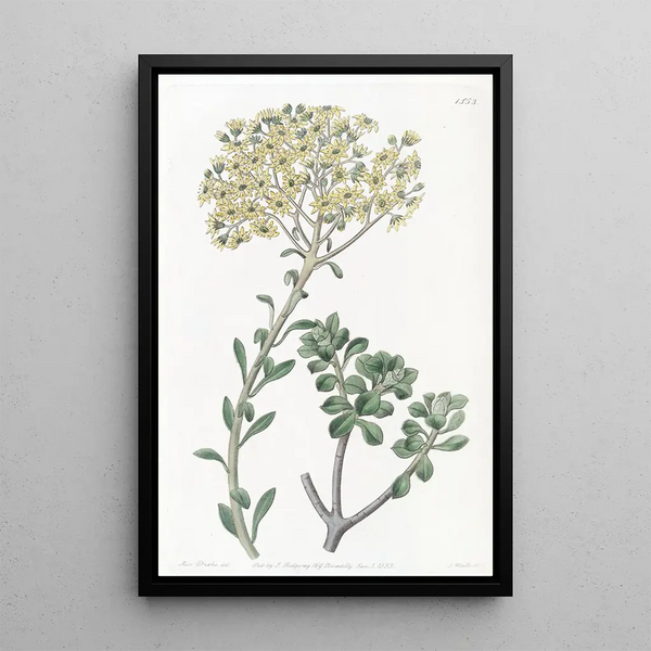 Joubarbe velue - Sydenham Edwards — framed artwork on a wall