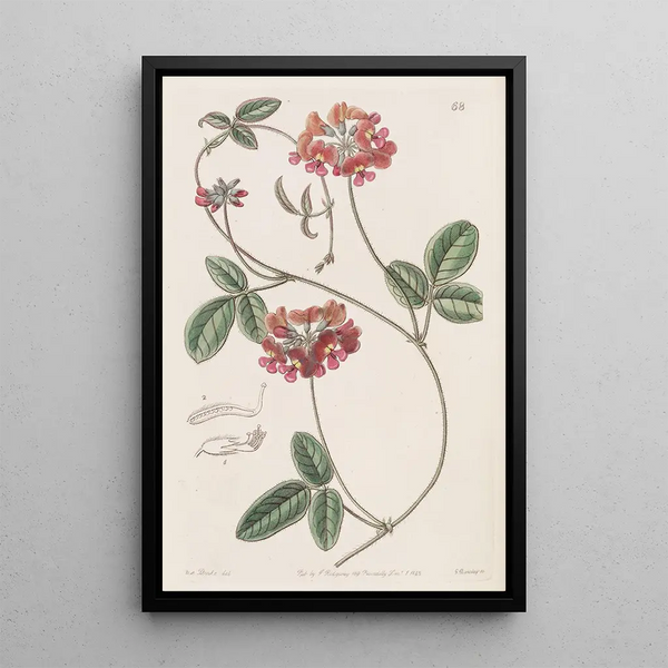Zichya velue - Sydenham Edwards — framed artwork on a wall