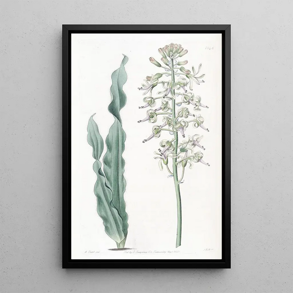 Drimia à feuilles velues - Sydenham Edwards — framed artwork on a wall