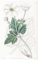 Anémone à feuilles de vigne - Sydenham Edwards — artwork view