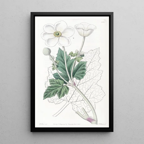 Anémone à feuilles de vigne - Sydenham Edwards — framed artwork on a wall